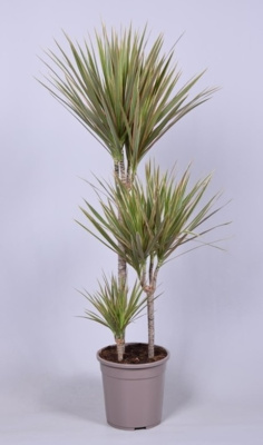 Драцена маргината Биколор (3 ствола)