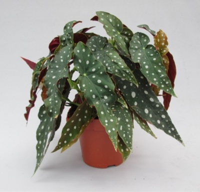 Бегония рекс Макулата (Пятнистая бегония)