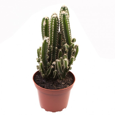 Цереус Флорида