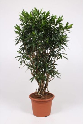 Драцена рефлекса Сонг оф Ямайка бранч