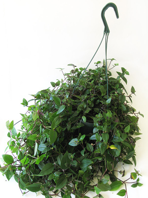 Традесканция Green Hill