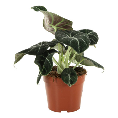 Алоказия Блек Вельвет