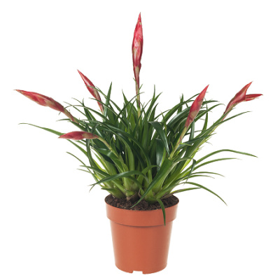 Вриезия Астрид