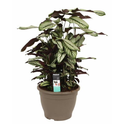 Калатея Мажестика Уайт Стар