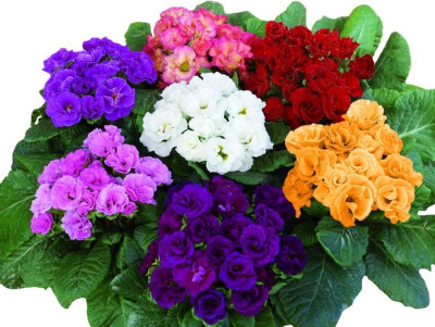 Примула акаулис махровая микс 