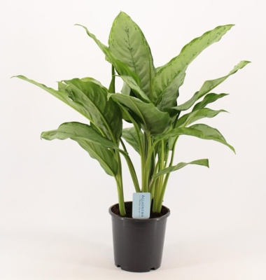 Аглаонема Фридмана