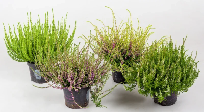 Каллуна микс (Вереск)