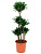 Драцена фрагранс Компакта карусель