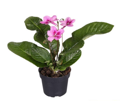 Стрептокарпус