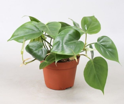 Филодендрон Сканденс