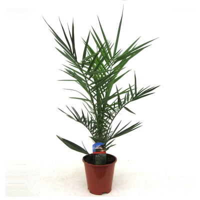 Финик Канарский