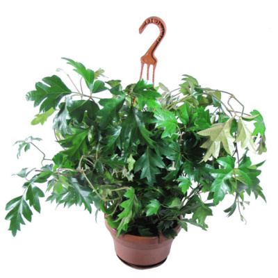 Циссус микс