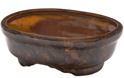 Бонсайница №4 гончарка