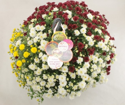 Хризантема шаровидная карнавал