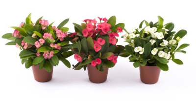 Молочай Милли микс (Эуфорбия)