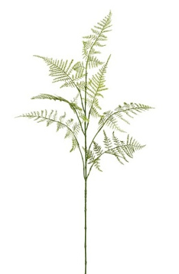 Аспарагус ветка