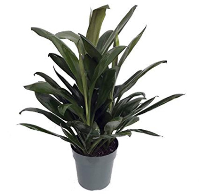 Кордилина Глаука