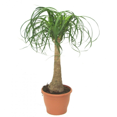 Нолина штамбовая (Бокарнея)