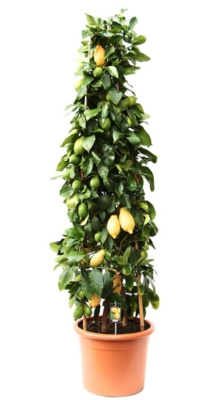 Цитрус Лимон пирамида
