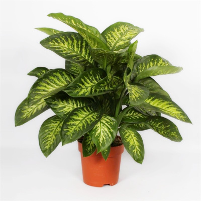 Диффенбахия Сегуина Риве