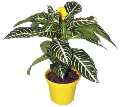 Афеландра (афеляндра)