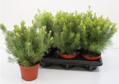 Аденантос Серицеус