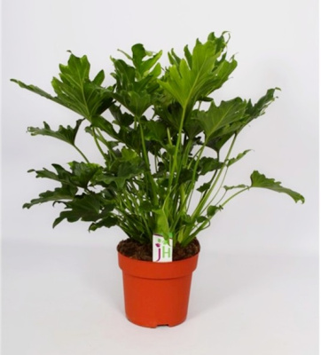 Филодендрон Селоум