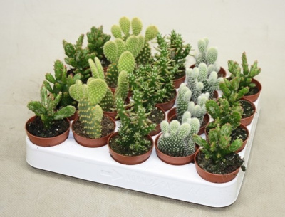 Кактус Опунция микс