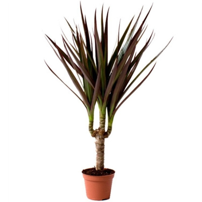 Драцена маргината Маджента (1 ствол)