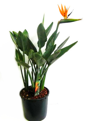 Стрелиция с искусственным цветком