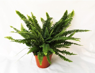 Нефролепис