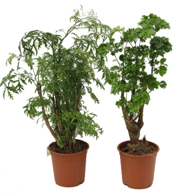 Полисциас микс (Аралия)