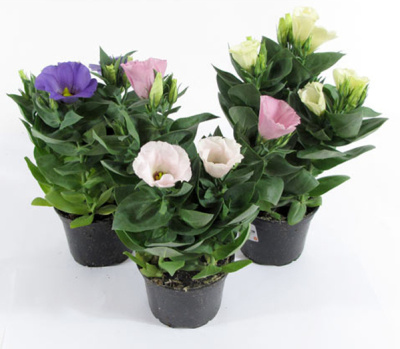 Эустома (Лизиантус)