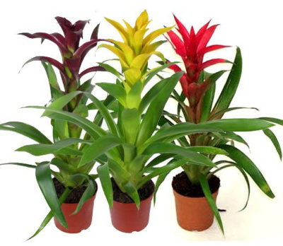 Гусмания Микс