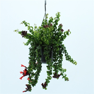 Эсхинантус Робин