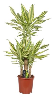 Драцена фрагранс Елоу Кост карусель