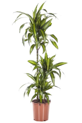 Драцена фрагранс Гавайская (3 ствола)