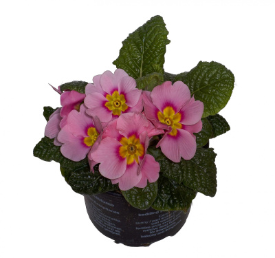 Примула акаулис микс (бесстебельная)