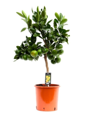 Цитрус Сатсума (Мандарин уншиу)