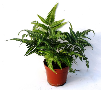 Румора Вариегата