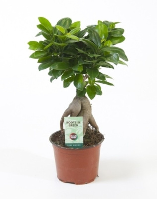 Фикус Микрокарпа Гинсенг