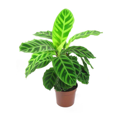 Калатея Зебрина