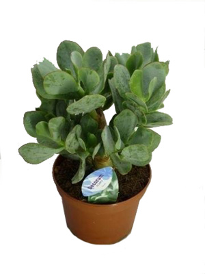 Крассула Халк