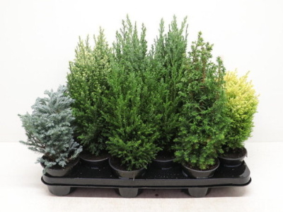 Кипарисовик микс