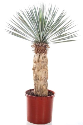 Юкка рострата