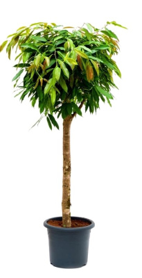 Фикус биннедика Амстел Кинг штамб