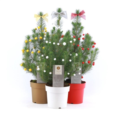 Сосна итальянская в подарочной упаковке