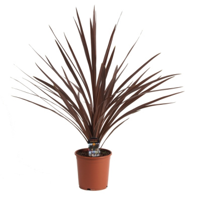 Кордилина Ред Стар