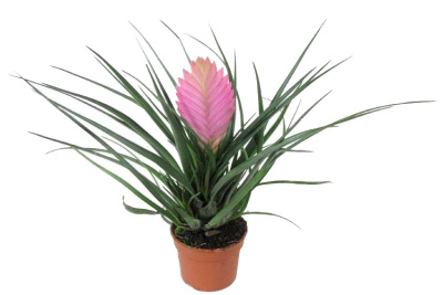 Тилландсия