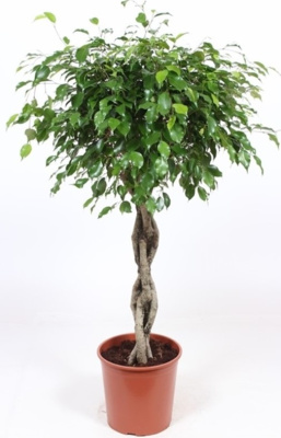 Фикус Бенджамина Экзотика переплетенный